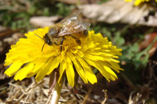 BeeConservation