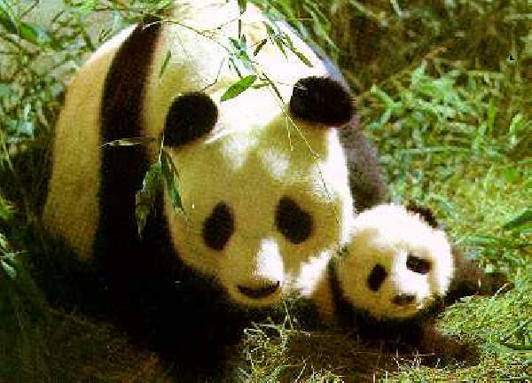 ChiangMaiZoo