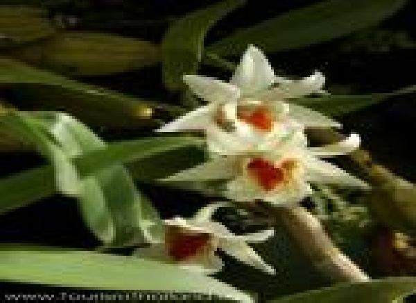 OrchidandButterflyFarms